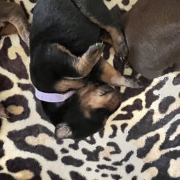 Girl 9 - Black and rust Doberman Pinscher puppy in Jefferson Township, New Jersey from Tristel Dobermans