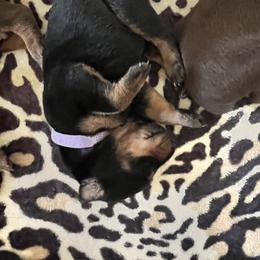 Girl 9 - Black and rust Doberman Pinscher puppy in Jefferson Township, New Jersey from Tristel Dobermans