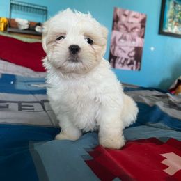 Pup 2 - Cream and white male Shih Tzu puppy in Stroudsburg, Pennsylvania from Puppyville Pa Shih Tzu & frenchies