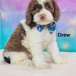 Cockapoo Puppies from Raven Oak's Mini Cockapoos