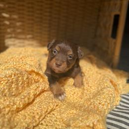 Maple - Red tri female Miniature Australian Shepherd puppy in Ellendale, North Dakota from Ark Acres Kennels