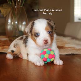 BLUE EYES - Red merle female Toy Australian Shepherd puppy in Chandler, Oklahoma from Parsons Place Aussies