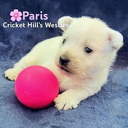 Paris- Pastel - White female West Highland White Terrier puppy in Toronto, Ohio from Shekinah’s Mi-Kis & Cricket Hill’s Westies