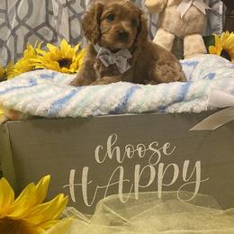 Boy 3 - Cavapoo puppy in Mc Kinney, Texas from Brookstone Cavapoos