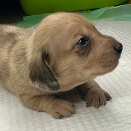 Gucci - Dapple male Dachshund puppy in Tulare, California from Dreamy Creamies