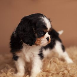 Cavalier King Charles Spaniel Puppies from Westchester Cavaliers