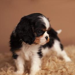 Cavalier King Charles Spaniel Puppies from Westchester Cavaliers