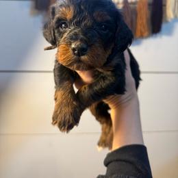 Lou - Tri-color male Bernedoodle puppy in Bellevue, Iowa from Blended Acres & Kennels