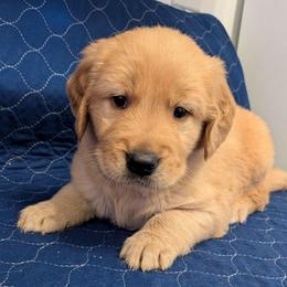 Ash - Golden male Golden Retriever puppy in Pamplin, Virginia from Hope & Joy Acres