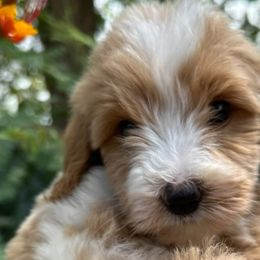 Boy 3 red boy - Goldendoodle puppy from Kat's Teddydoodles