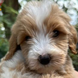 Boy 3 red boy - Goldendoodle puppy from Kat's Teddydoodles