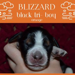 English Springer Spaniel Puppies from Stormin Pine and Prairie Springers