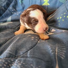 Tulip - Panda female German Shepherd puppy in Los Lunas, New Mexico from Mali's German Shepherds LLC