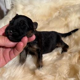 Alpha - Black and red male German Shepherd puppy in Pueblo West, Colorado from 5 Star German Shepherds aka Martin Family German Shepherds