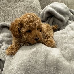 Tinto - Apricot male Poodle puppy in Queen Creek, Arizona from Prestigious Toy Poodles