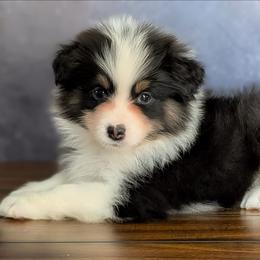 Tino - Black tri-color male Australian Shepherd puppy in Fultonville, New York from Sandy Aussies, Mini Dachshunds & Pomeranians