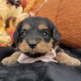 Jill - Black and tan female Cavapoo puppy in Temecula, California from Oodles O'Doodles