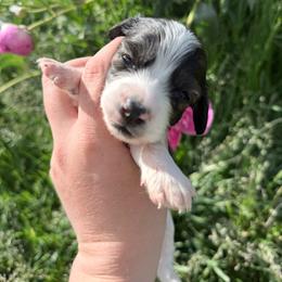 Boy 3 - Brindle male Dachshund puppy in Umatilla County, Oregon from Divine Dogs