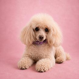 Tilly - Poodle