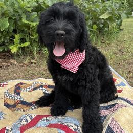 Thyme - male Golden Mountain Doodle puppy in Tulsa, Oklahoma from Turpin Ranch