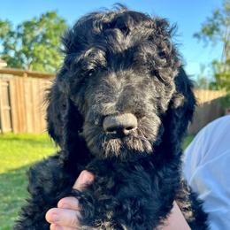 Jester - Black male Goldendoodle puppy in Macclenny, Florida from Davis's Doodles