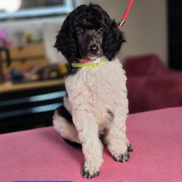 Baxter - Parti male Poodle puppy in Blue Ridge, Georgia from Beltane Standard Poodles