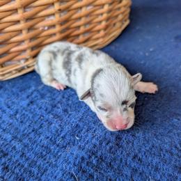 Anne Shirley - Blue merle and white female American Corgi puppy in Shawnee, Oklahoma from Sunray Ranch