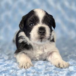 Oroe - Parti male Miniature Schnauzer puppy in Ely, Nevada from Great Basin Miniature Schnauzers