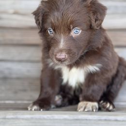 Maui - Red tri-color male Australian Shepherd puppy in Big Sandy, Texas from Rocking S Ranch