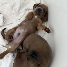 Boy 2 - Sable male Dachshund puppy in Fort White, Florida from Chrissys