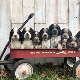 English Springer Spaniel Puppies from Roan Creek Kennels