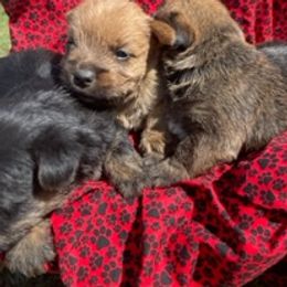 Miniature Schnauzers and Norwich Terriers from Ranch 4M