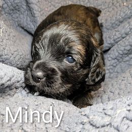 Mindy - Black and white female Cockapoo puppy in Sunset, Louisiana from Cano Cockapoos
