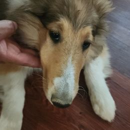 Marigold - Sable and white female Collie puppy in Bellflower, California from Prime Star Collies