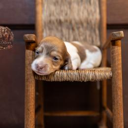 Sarah - Dapple female Dachshund puppy in Iola, Texas from Whiskey River Dachshunds