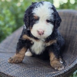 Bernedoodle and Double Doodle Puppies from Cloud Nine Doodles