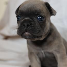 Miles Morales - Fawn male French Bulldog puppy in Phoenix, Arizona from Little Loaf Frenchie