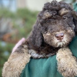Aussiedoodles, Bernedoodles, Cockapoos, and Goldendoodles from Puppy Love Doodles