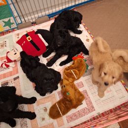 Bernedoodle Puppies from Jersey Girl's Doodles