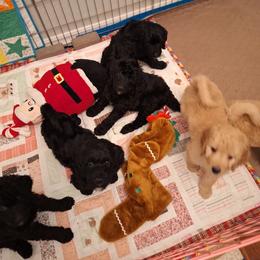 Bernedoodle Puppies from Jersey Girl's Doodles