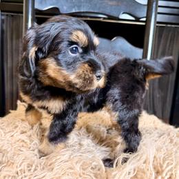 Myrtle - Phantom female Bernedoodle puppy in Tyner, Kentucky from Good Dog Doodles