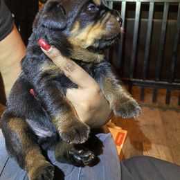 Rottweiler Puppies from Von Zak Kennels
