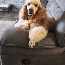 Joplin - Goldendoodle