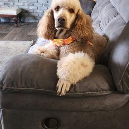 Joplin - Goldendoodle