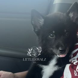 Elvis - Black and white male Pomsky puppy in Riverside, California from LittleLoyalzLLC