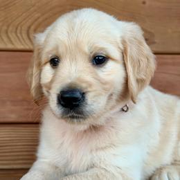 Ryder - Light golden male Golden Retriever puppy in Doniphan, Missouri from Stockford’s Golden Retrievers