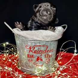 Prince Charming - Black male Newfoundland puppy in Tully, New York from Bear Paw Newfoundlands