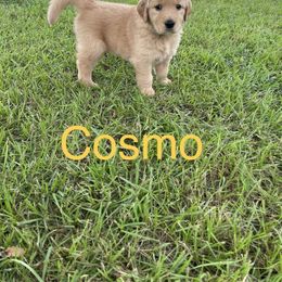 Golden Retriever Puppies from Sydney’s Goldens