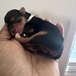 Sapphire (Teal collar) - Blue and gold female Yorkshire Terrier puppy in Dearborn Heights, Michigan from Taste Of Flavor LLC