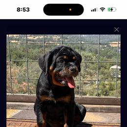 Kyra - Rottweiler